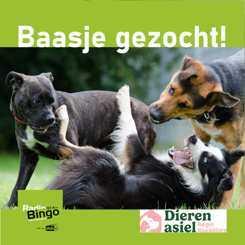 Baasje gezocht